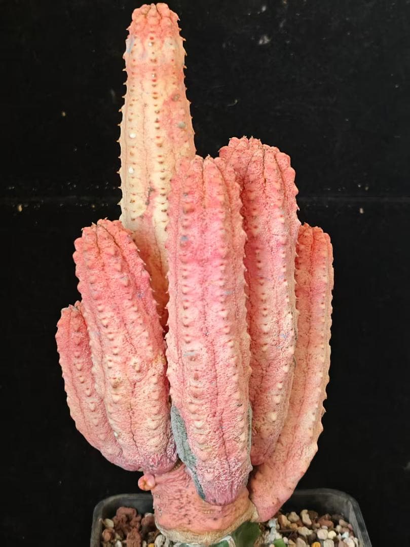 T*S様 ユーフォルビア アブデルクリ 'Damask' 多肉植物 サボテン 希