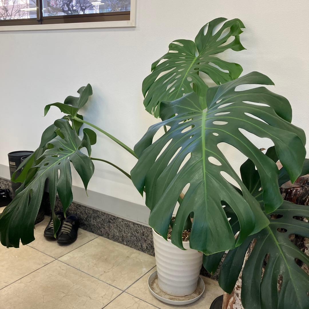 R★新潟市北区引き取り①モンステラ　特大　高さ110 幅138.