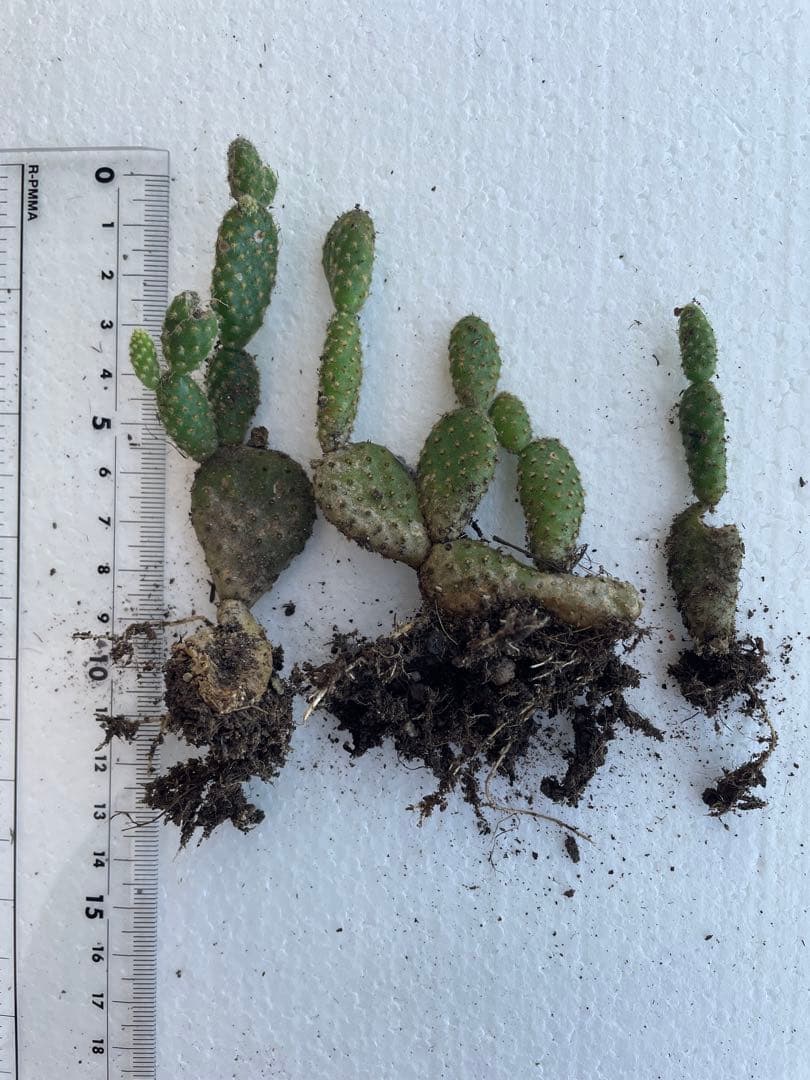 サボテン 約5cm〜10cm