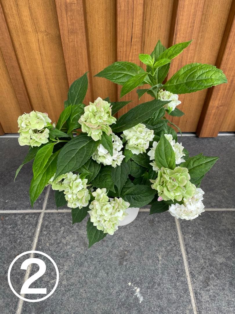 【花苗】ヤマアジサイ　伊予獅子てまり　４号鉢ごと　メルカリ便発送　母の日に❤︎