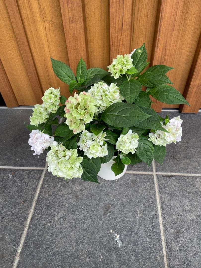 【花苗】ヤマアジサイ　伊予獅子てまり　４号鉢ごと　メルカリ便発送　母の日に❤︎