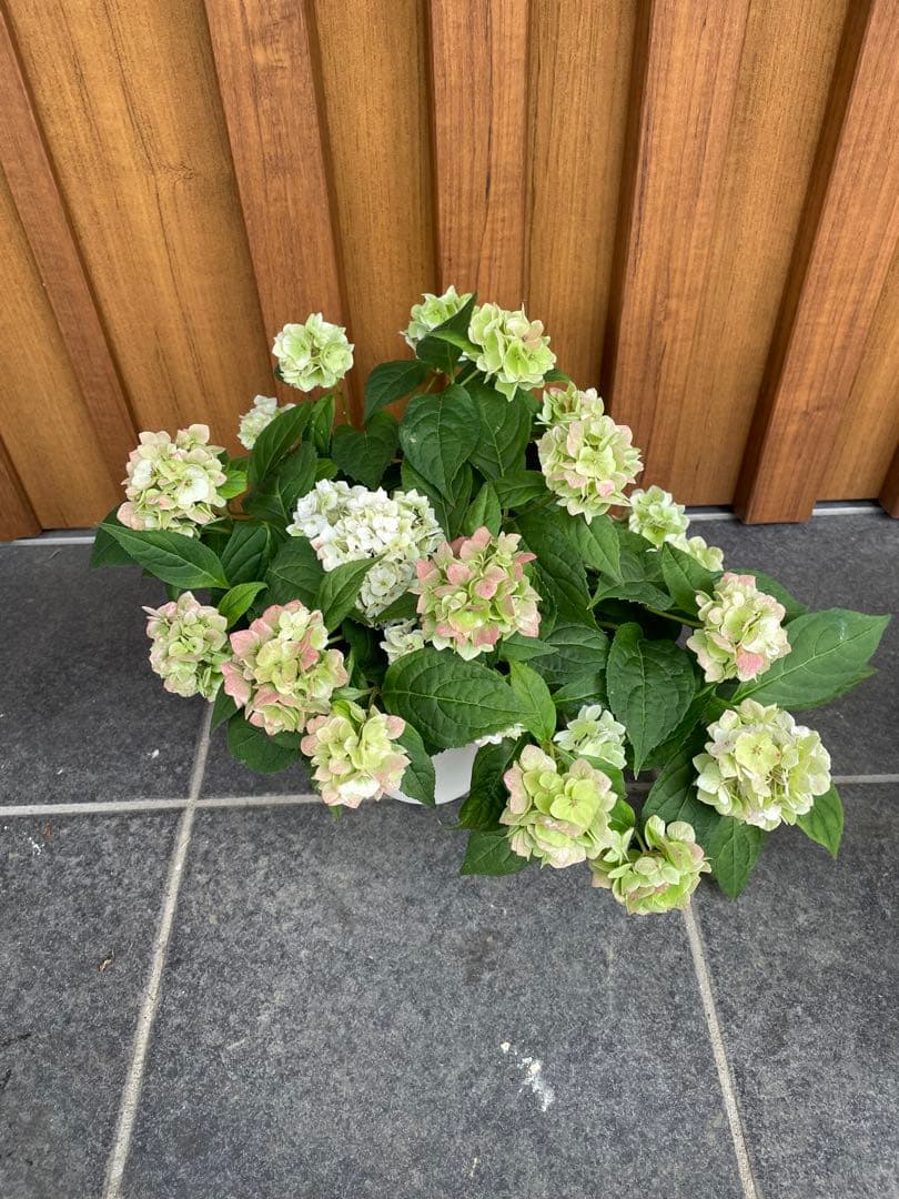 【花苗】ヤマアジサイ　伊予獅子てまり　４号鉢ごと　メルカリ便発送　母の日に❤︎