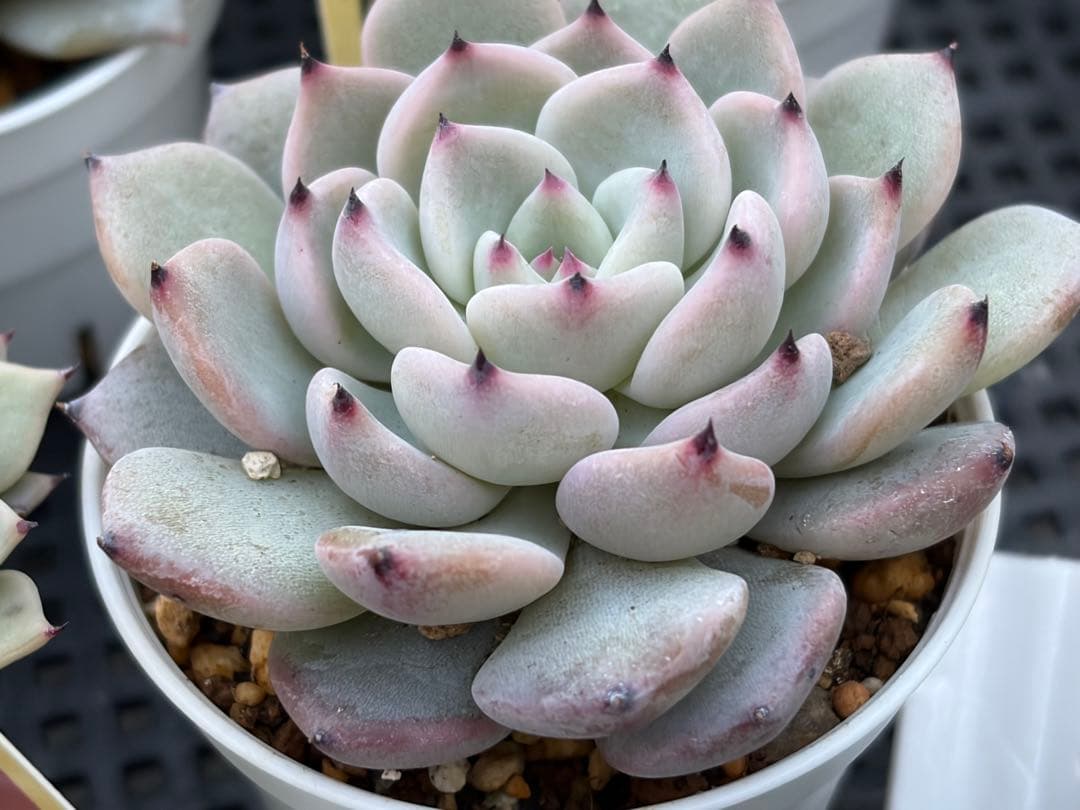 おらいさん苗12個セット　そわそわオマケで13苗ミックスベリア　エケベリア多肉