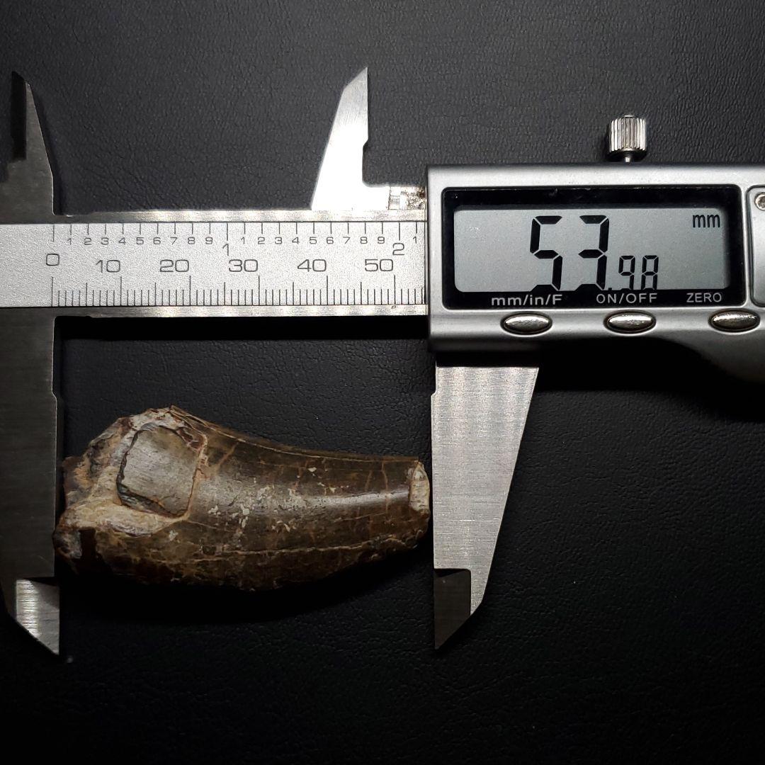 アフロベナトル 歯 化石 本物 二ジェール産 53.98mm fr142