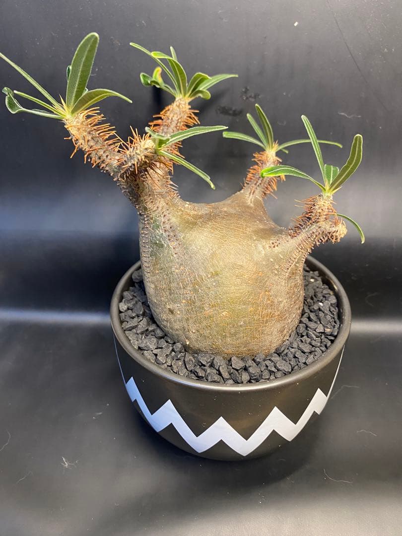 パキポディウム　グラキリス　現地球　コレクション株　良型株　赤肌　鉢のまま発送