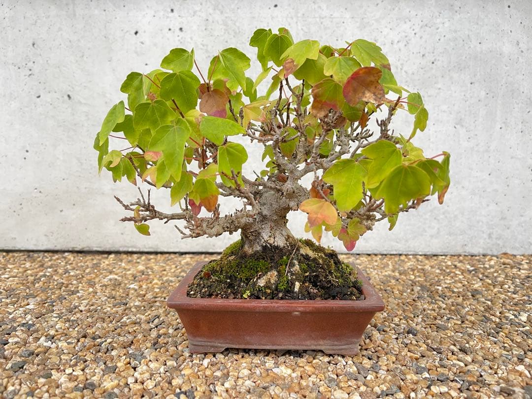 小品 盆栽 楓 カエデ