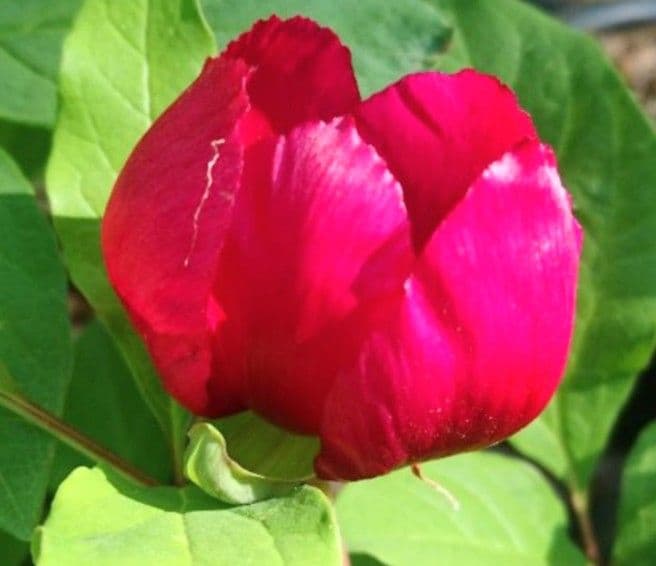 山野草　濃色紅花ヤマシャクヤク(栗駒紅姫)、実生3年生、1株。大輪の花。Ａ！