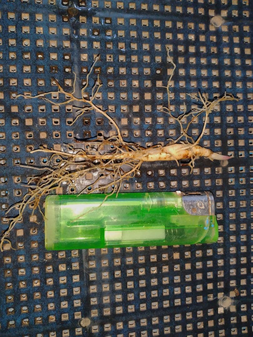 山野草　濃色紅花ヤマシャクヤク(栗駒紅姫)、実生3年生、1株。大輪の花。Ａ！