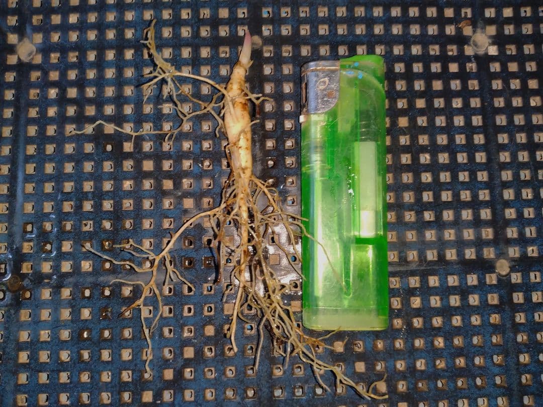 山野草　濃色紅花ヤマシャクヤク(栗駒紅姫)、実生3年生、1株。大輪の花。Ａ！