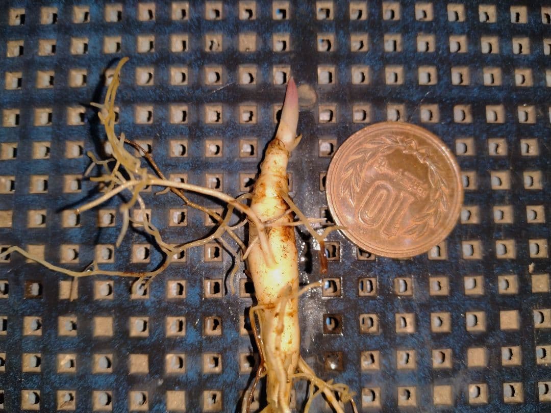 山野草　濃色紅花ヤマシャクヤク(栗駒紅姫)、実生3年生、1株。大輪の花。Ａ！