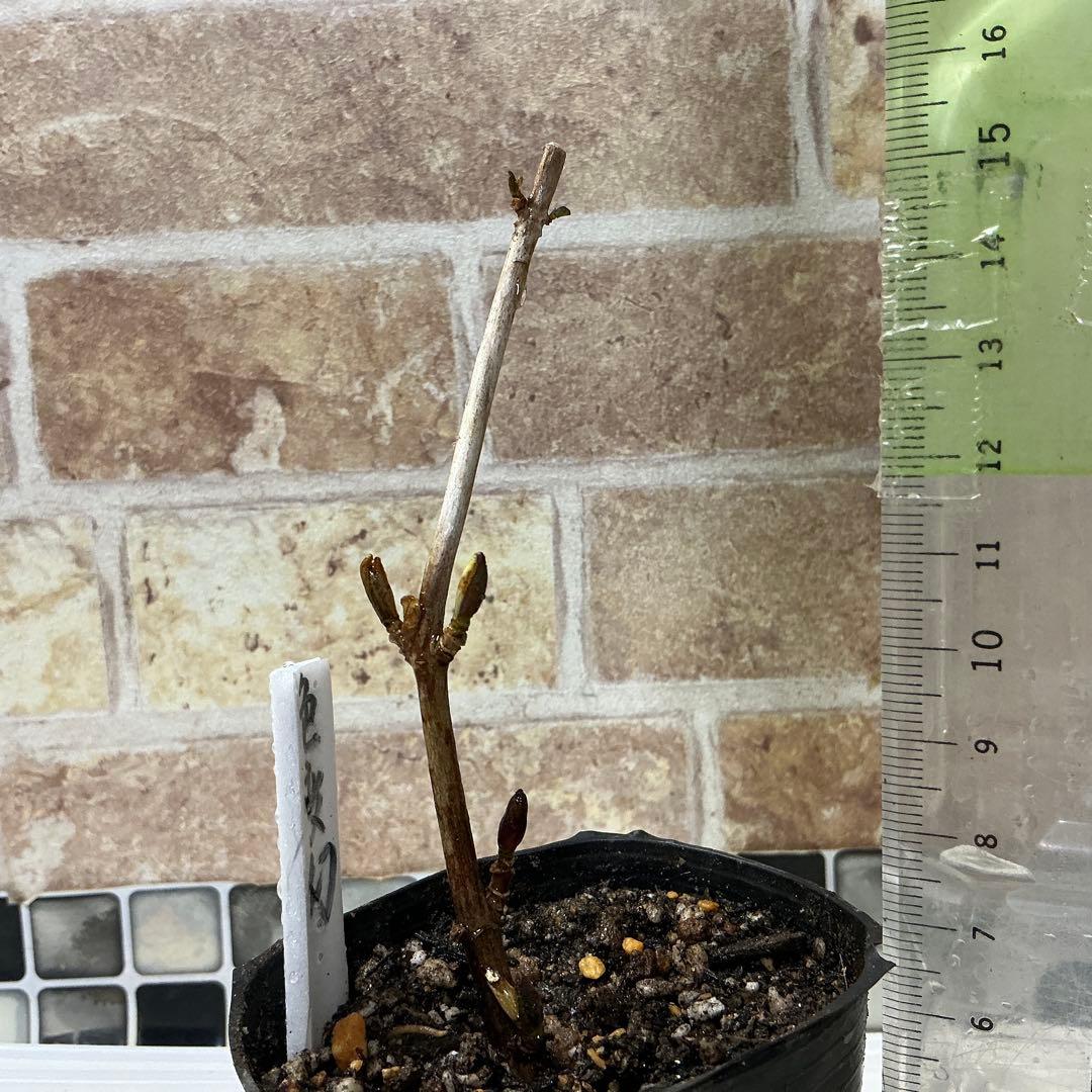 紫陽花　色変幻