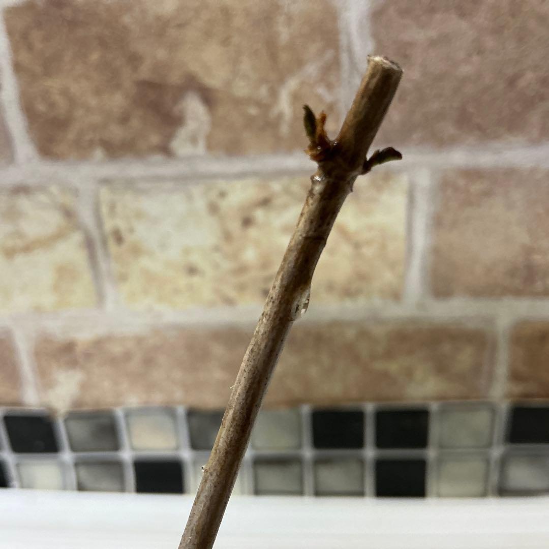 紫陽花　色変幻