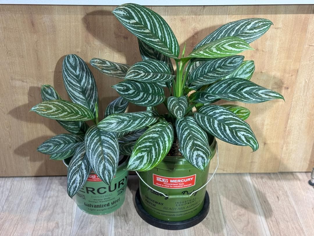 アグラオネマ 二ティドゥーム カーティシー 管理番号0019