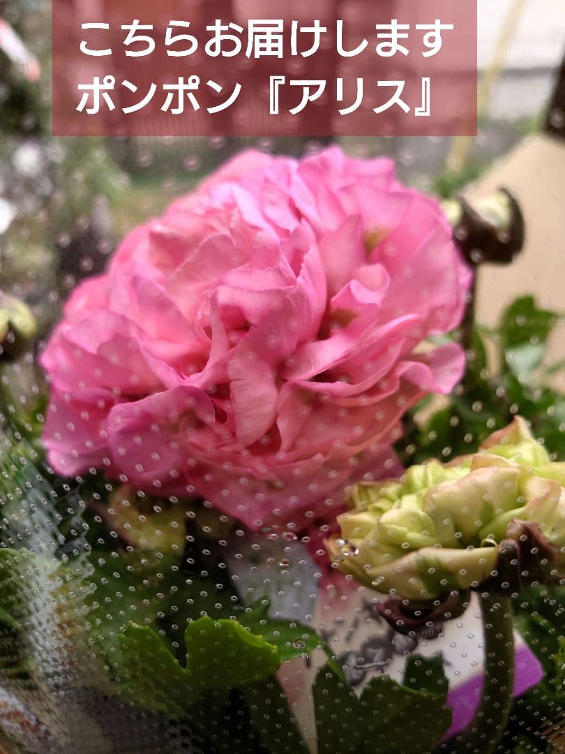 宿根草【現品】大苗【５号鉢】ラナンキュラスポンポン『アリス』フェミニン♪