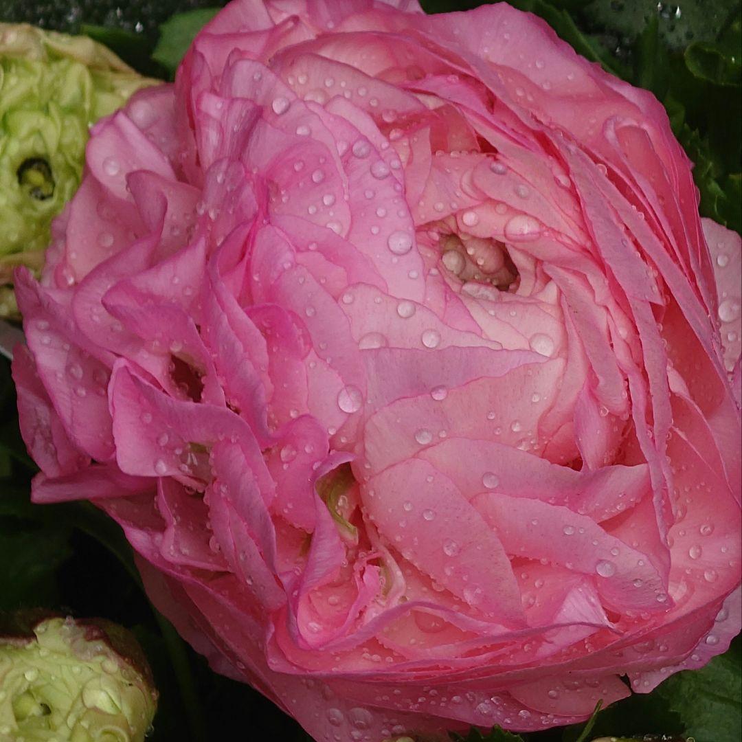 宿根草【現品】大苗【５号鉢】ラナンキュラスポンポン『アリス』フェミニン♪