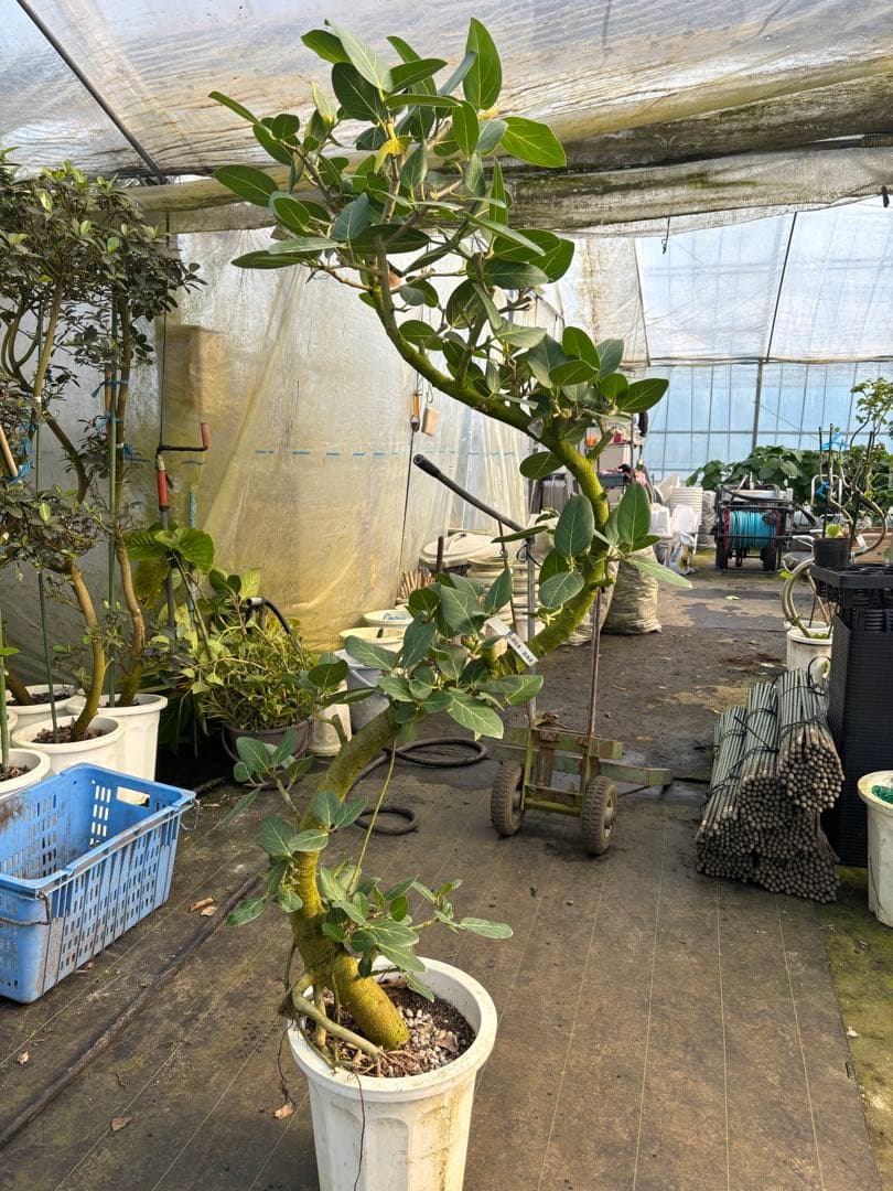 曲がりのベンガレンシス 約1.7メートル　10号　現品 幹太さ　5センチ