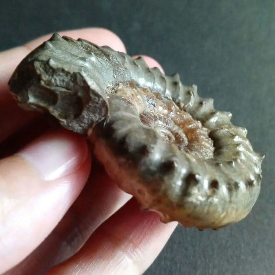 イギリス産　ジュラ紀　アンモナイト　刺々　希少種
