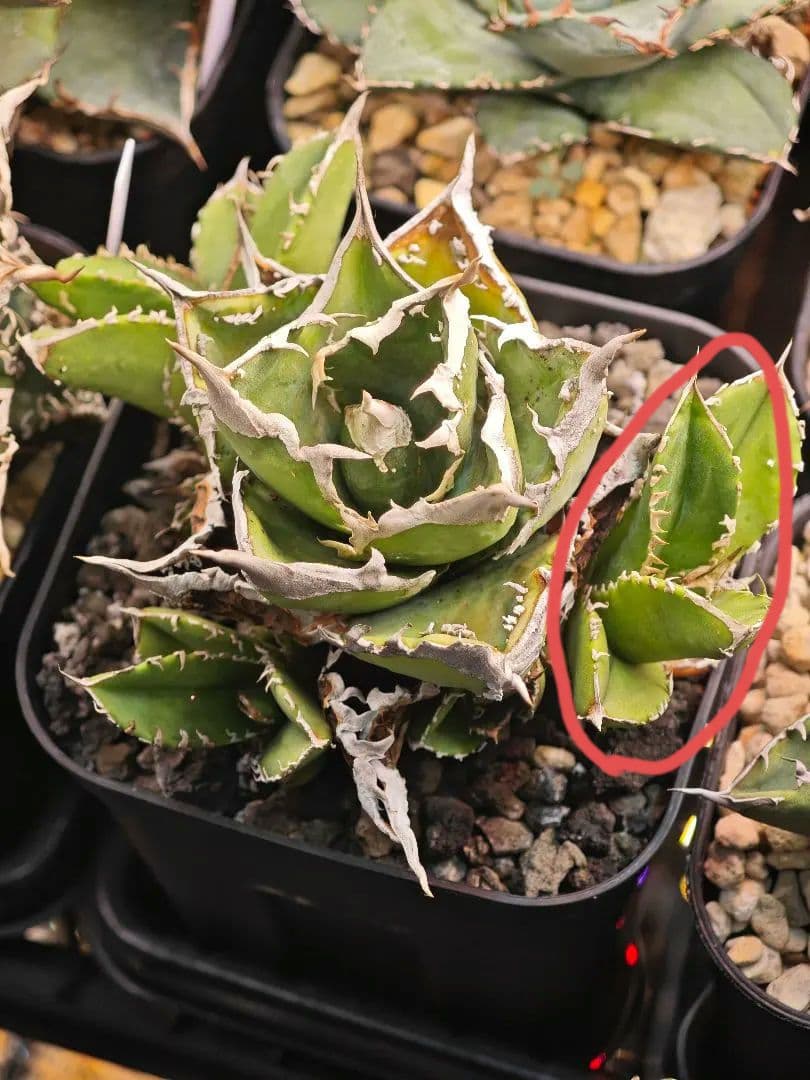 初出品 オテロイ 実生選抜 ブツブツ大白鯊系 子株1