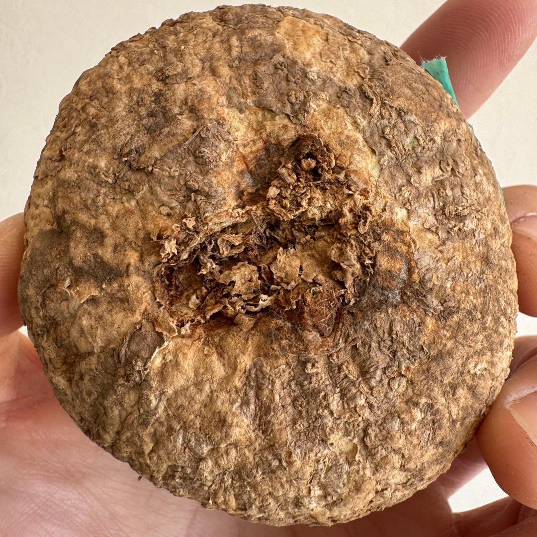 11.アデニア・オバタ 輸入直後ベアルート株　Adenia Ovata