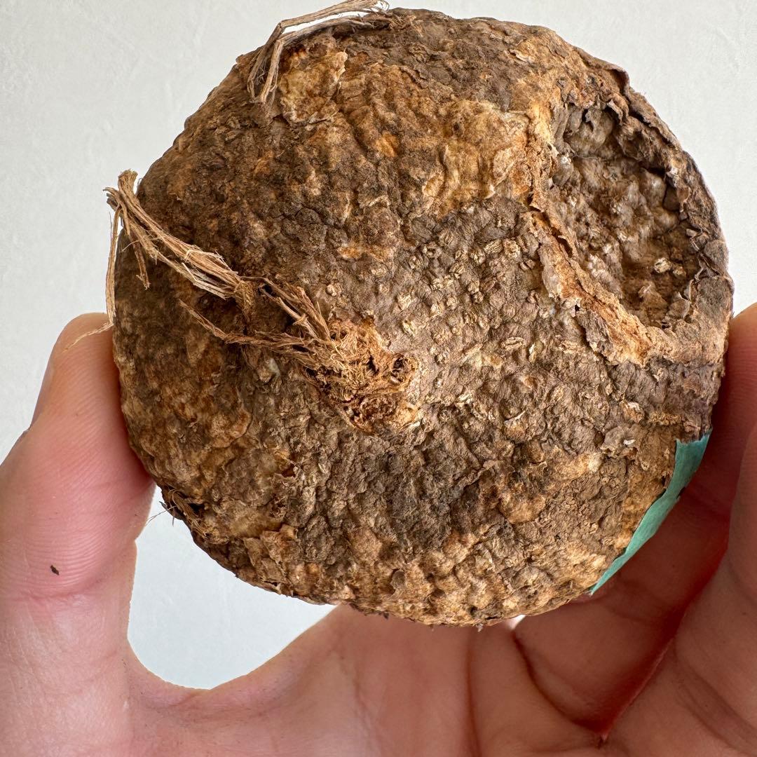 11.アデニア・オバタ 輸入直後ベアルート株　Adenia Ovata