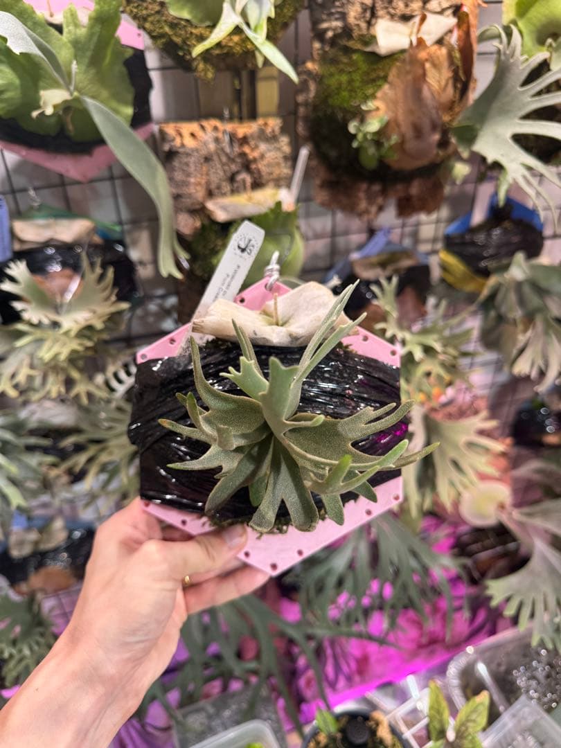 つ*ー様 Asurada スポア　ビカクシダ