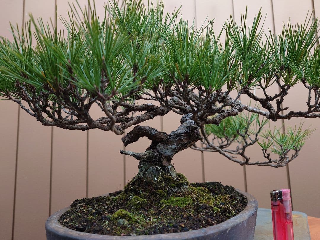 盆栽　赤松　樹高38cm