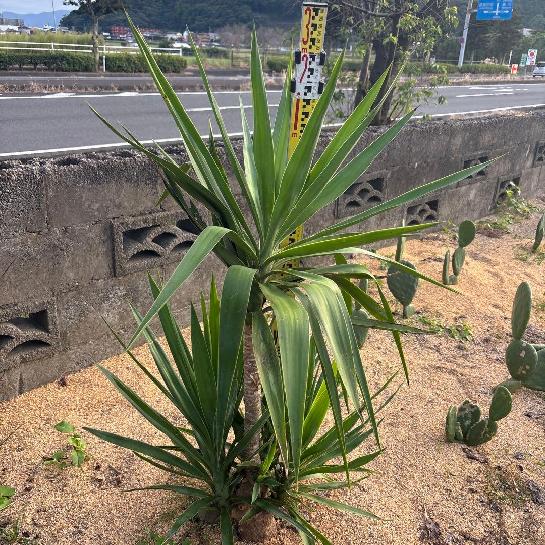 越冬済み まとめ買いOK エレファンティペス　メキシコ　ユッカ　サボテン