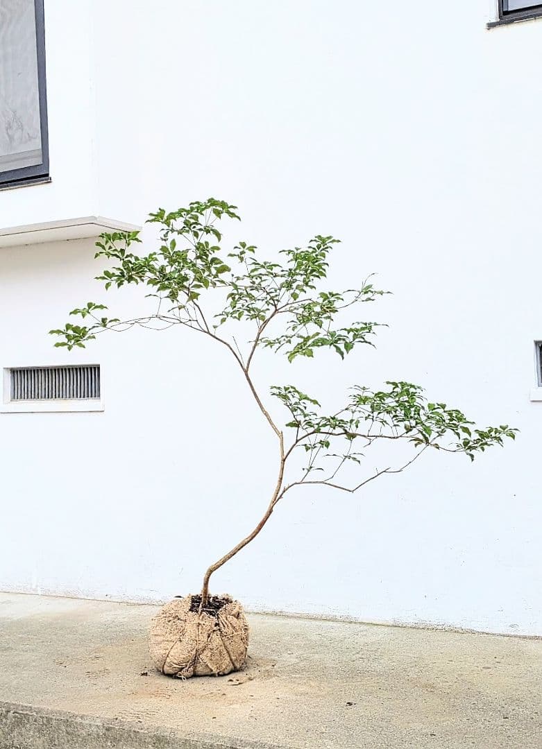 曲線美。山採りアセビ。