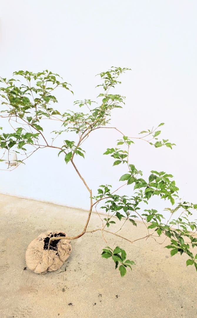 曲線美。山採りアセビ。