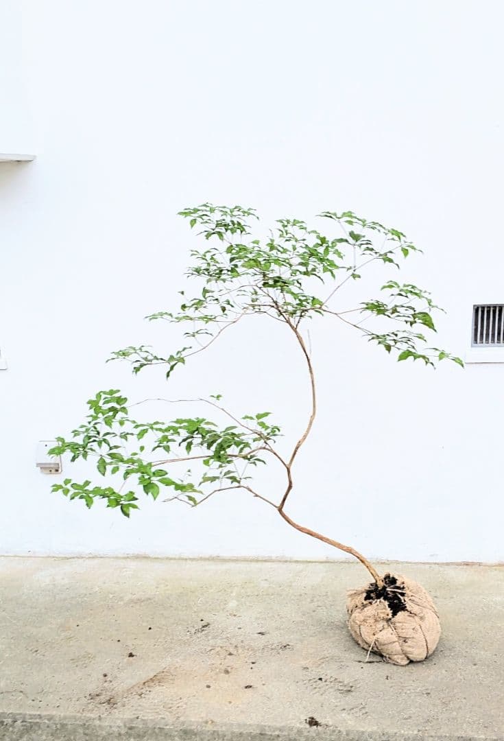 曲線美。山採りアセビ。