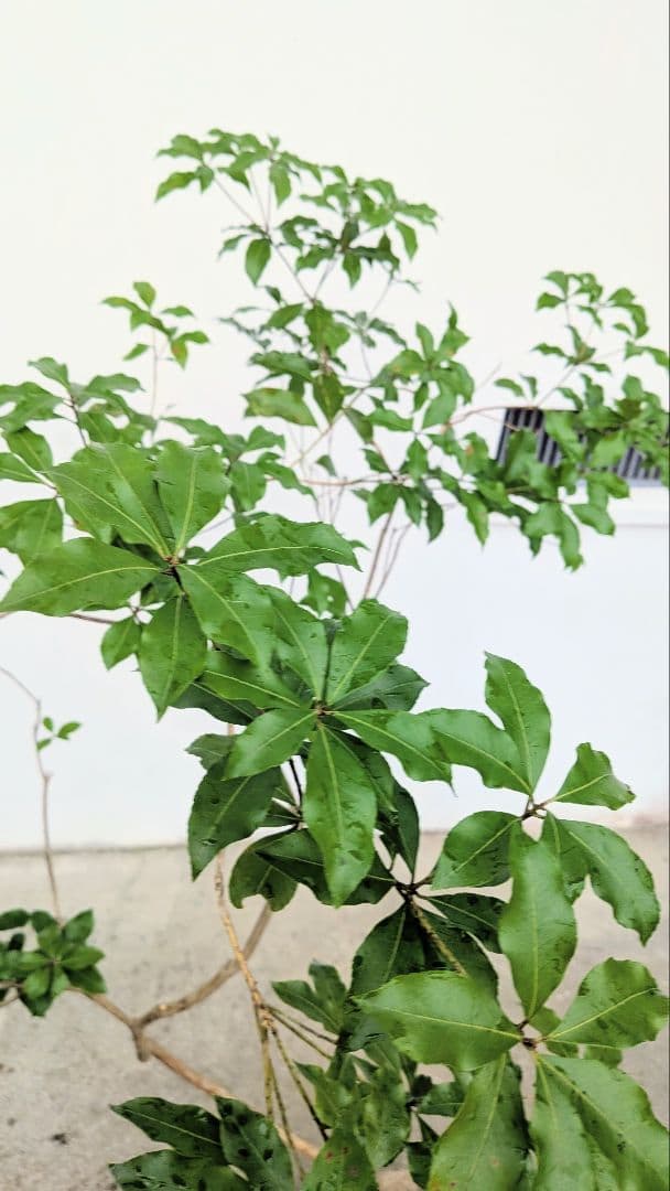 曲線美。山採りアセビ。