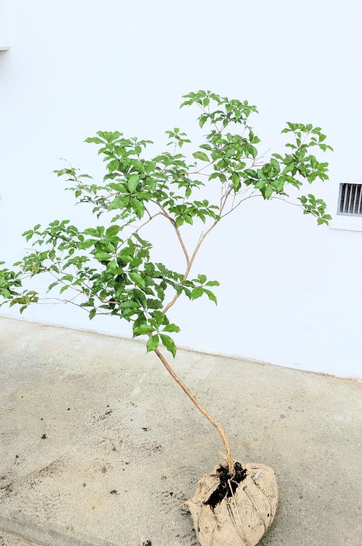 曲線美。山採りアセビ。