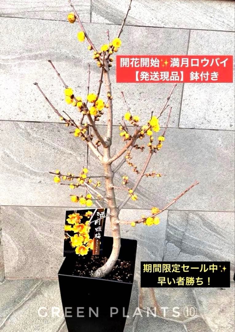 期間限定セール✨蝋梅 苗 接木5年生 満月 大苗 鉢植え【ロウバイ】開花開始