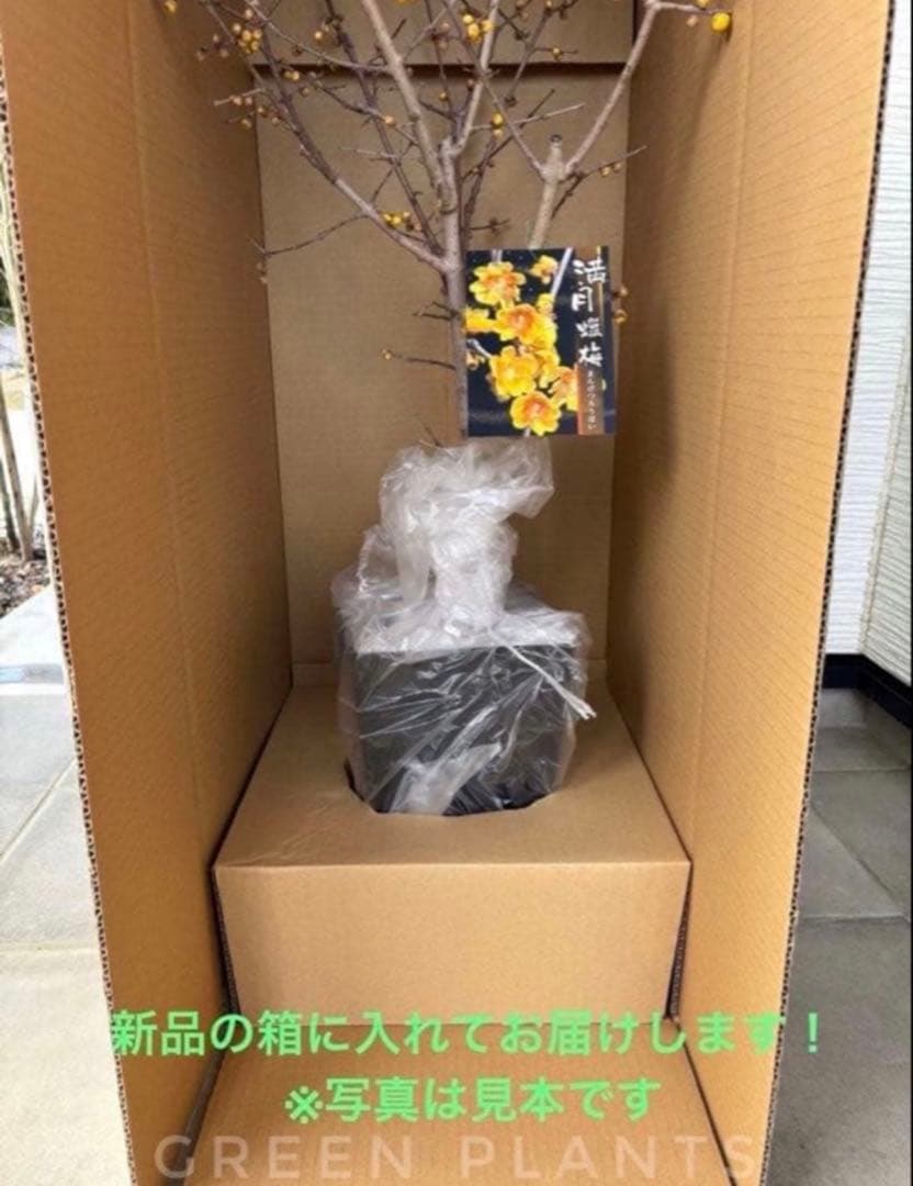 期間限定セール✨蝋梅 苗 接木5年生 満月 大苗 鉢植え【ロウバイ】開花開始