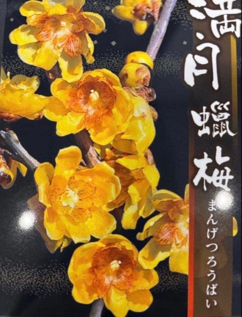 期間限定セール✨蝋梅 苗 接木5年生 満月 大苗 鉢植え【ロウバイ】開花開始