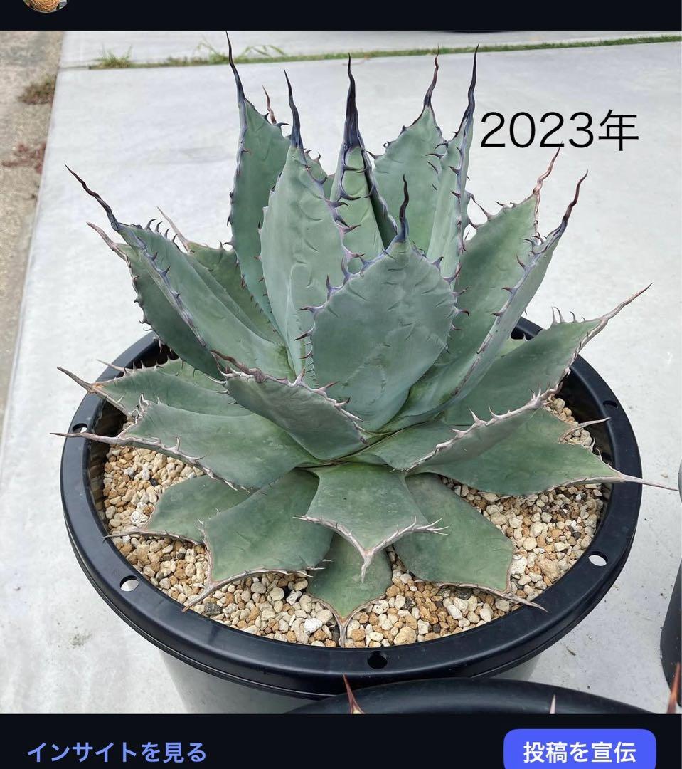 【最大値下中！親株出品】特大アガベ　パリーハイブリッド