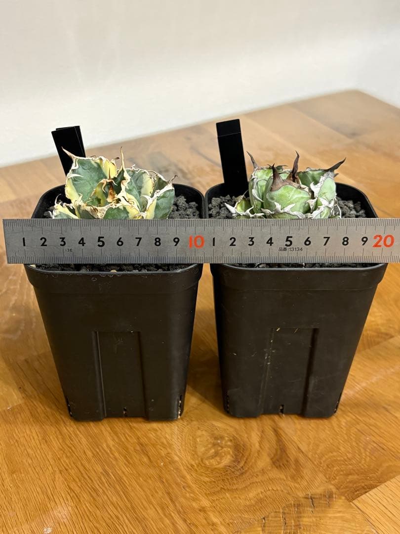 【鉢植え発送可】アガベ 白鯨錦 斑入り ➕　BB セット！極上血統 希少株