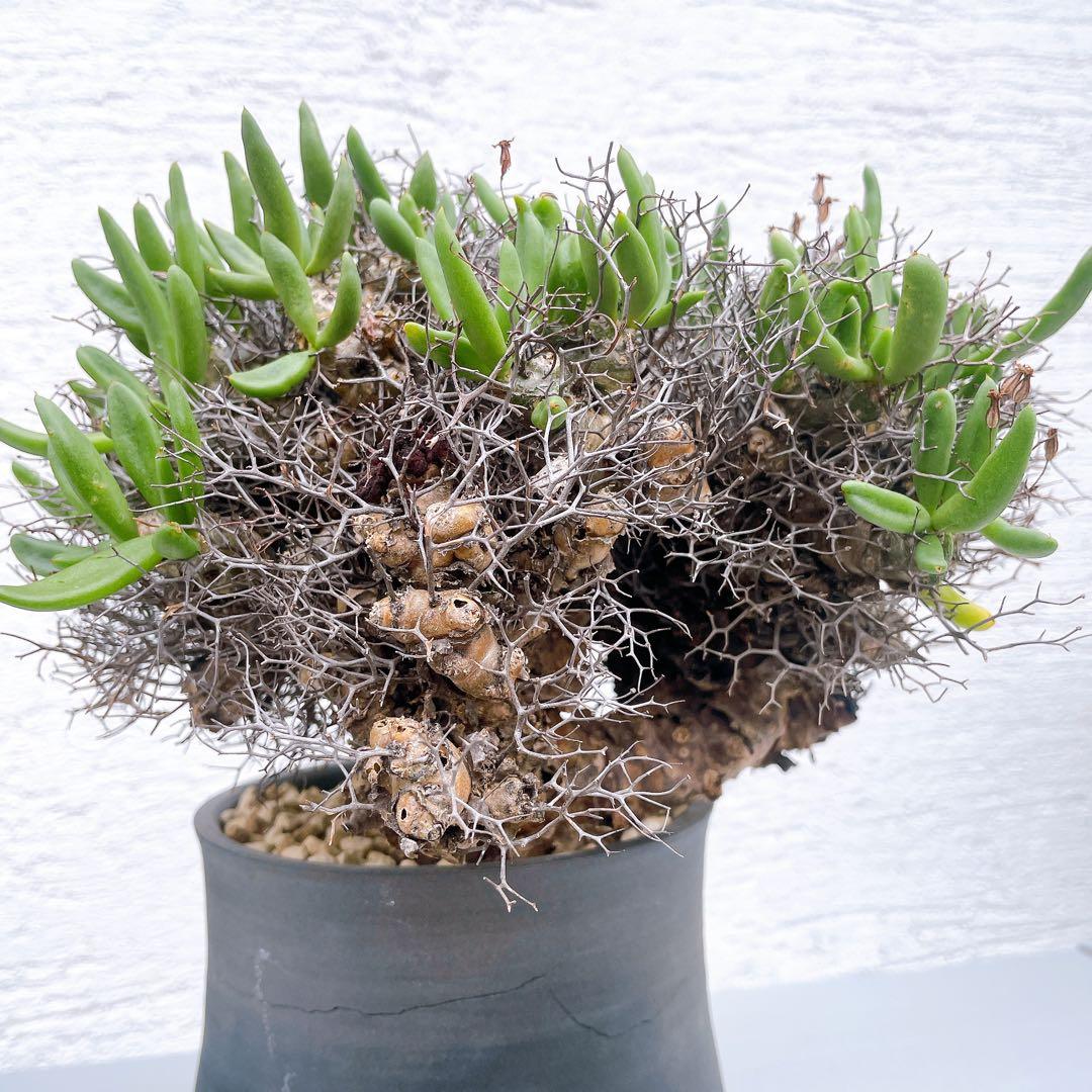 チレコドン　万物想　レティキュラータス　発根済 極美特大株 現地球