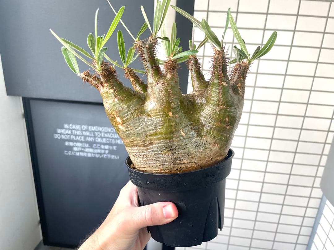 パキポディウム グラキリス