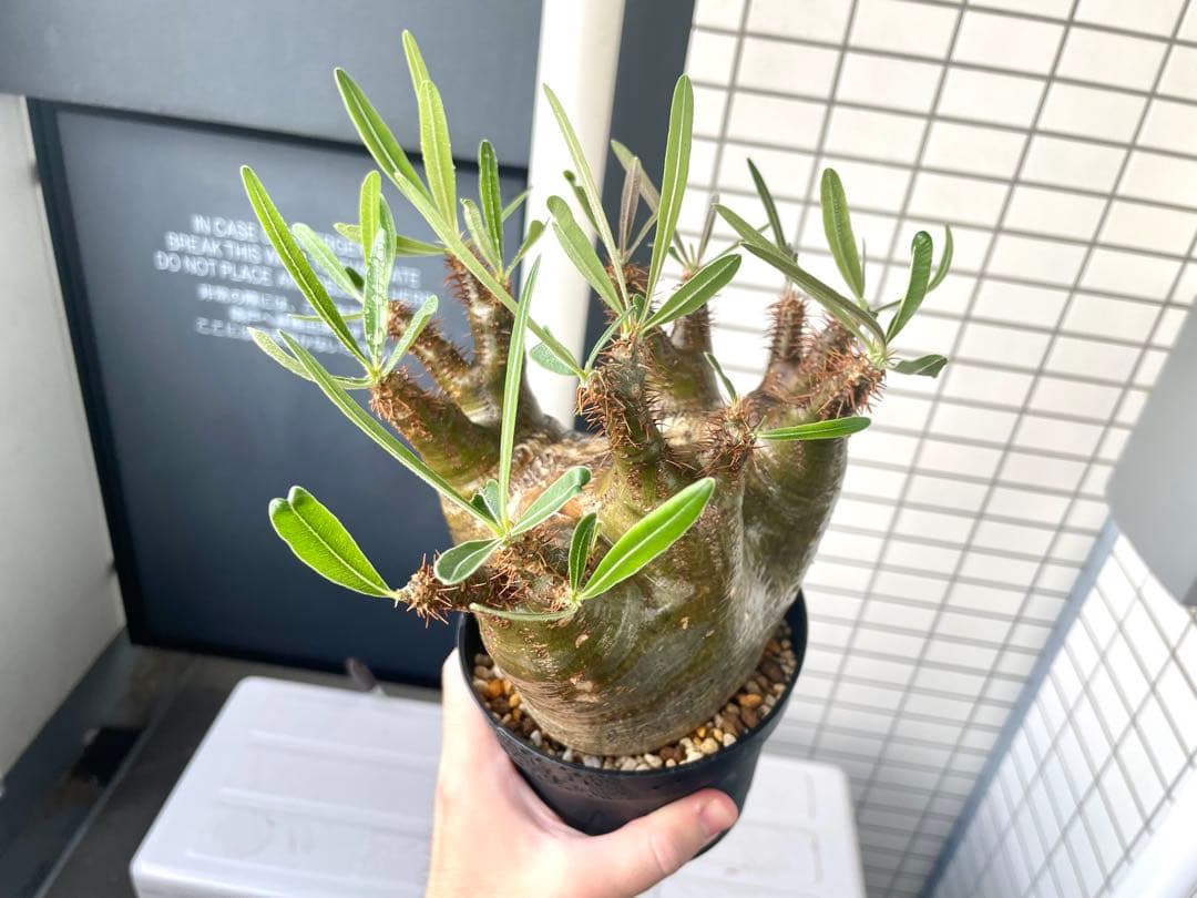 パキポディウム グラキリス