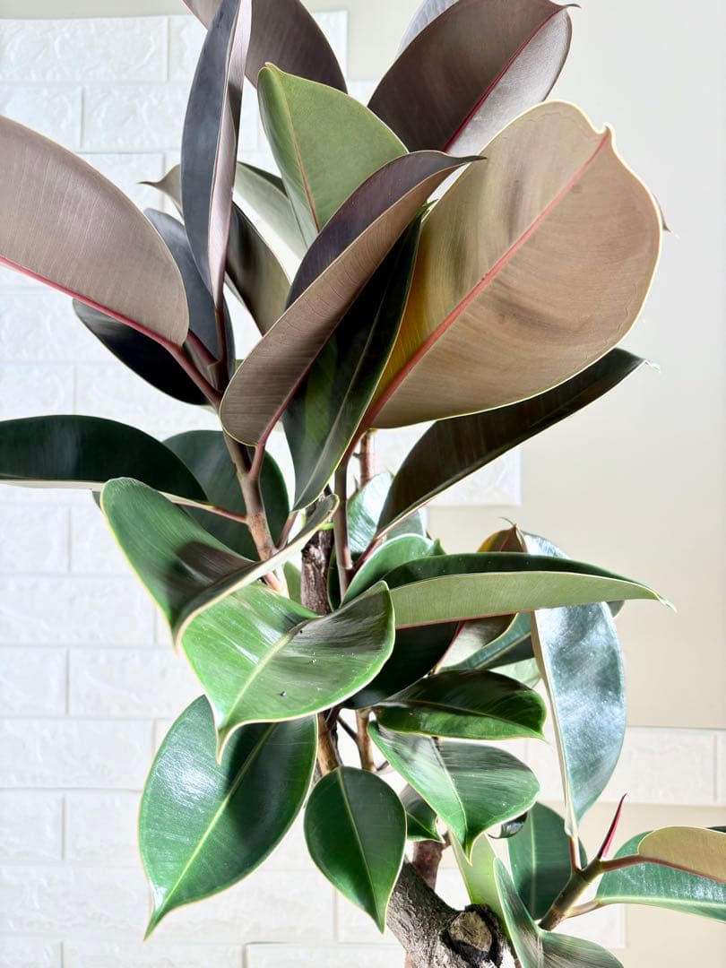 黒艶❗️フィカスバーガンディ⭐️朴タイプ⭐️3本立ち　観葉植物