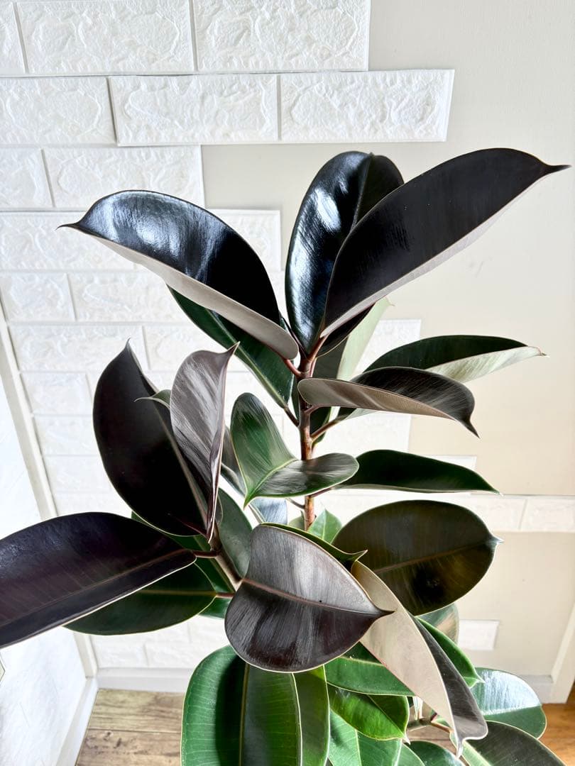黒艶❗️フィカスバーガンディ⭐️朴タイプ⭐️3本立ち　観葉植物