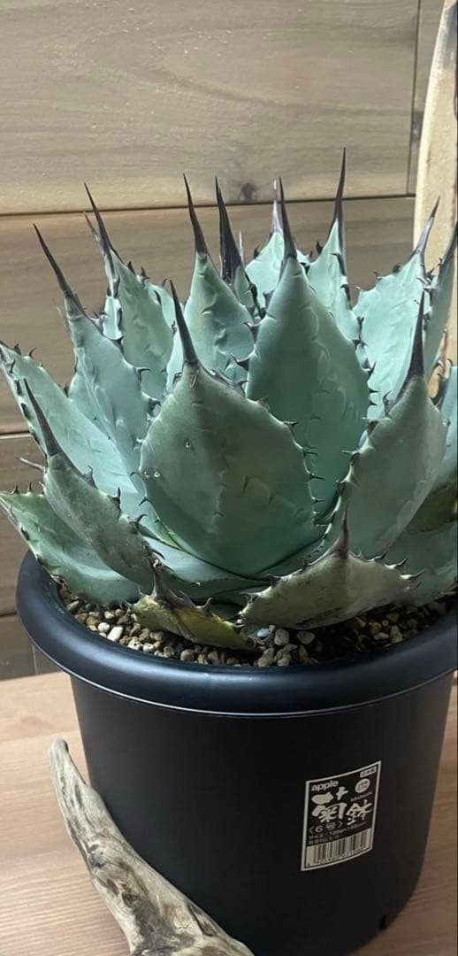 アガベ　パリーハイブリッド黒棘　子株