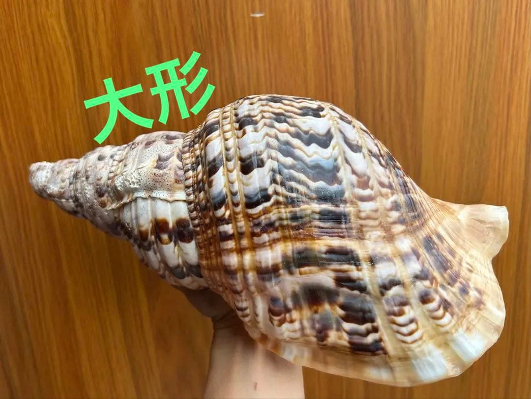 法螺貝32cm