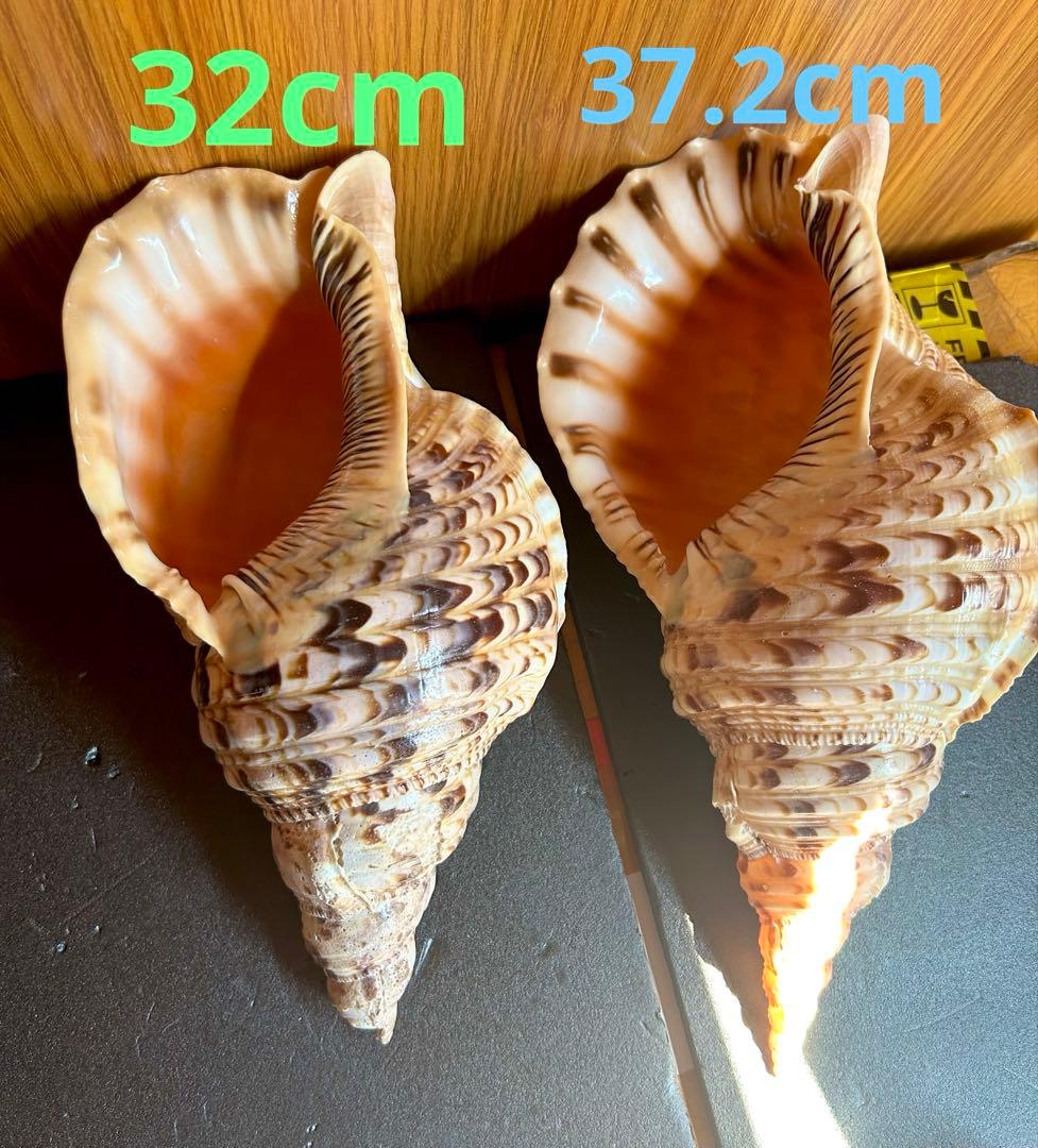 法螺貝32cm