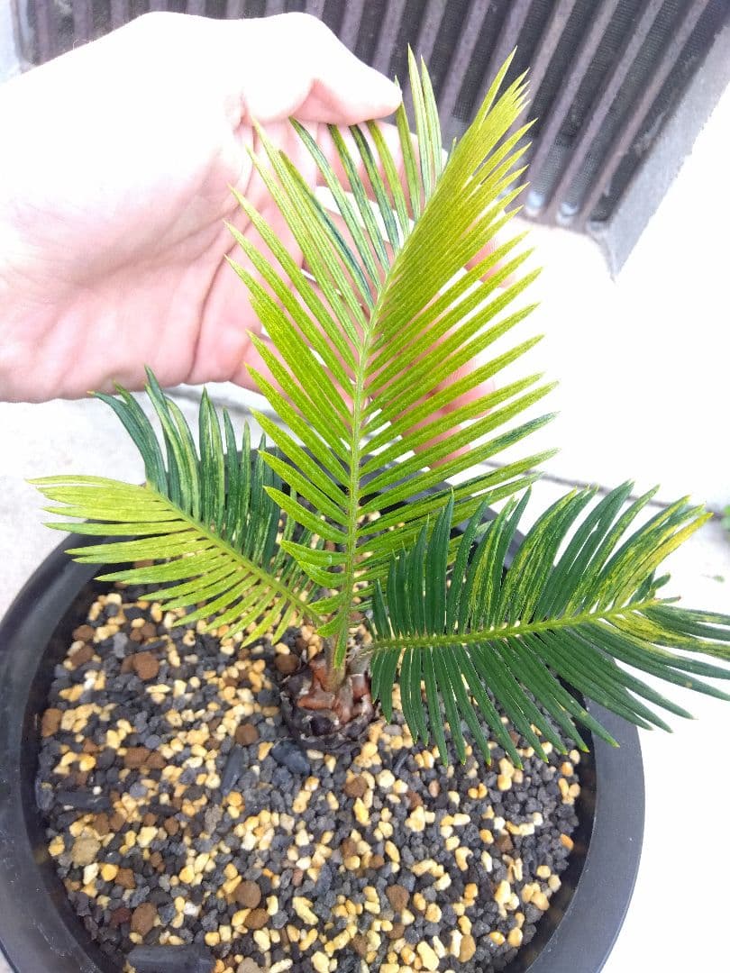 ソテツ　斑入り　７号鉢つき　超斑入り❗　①