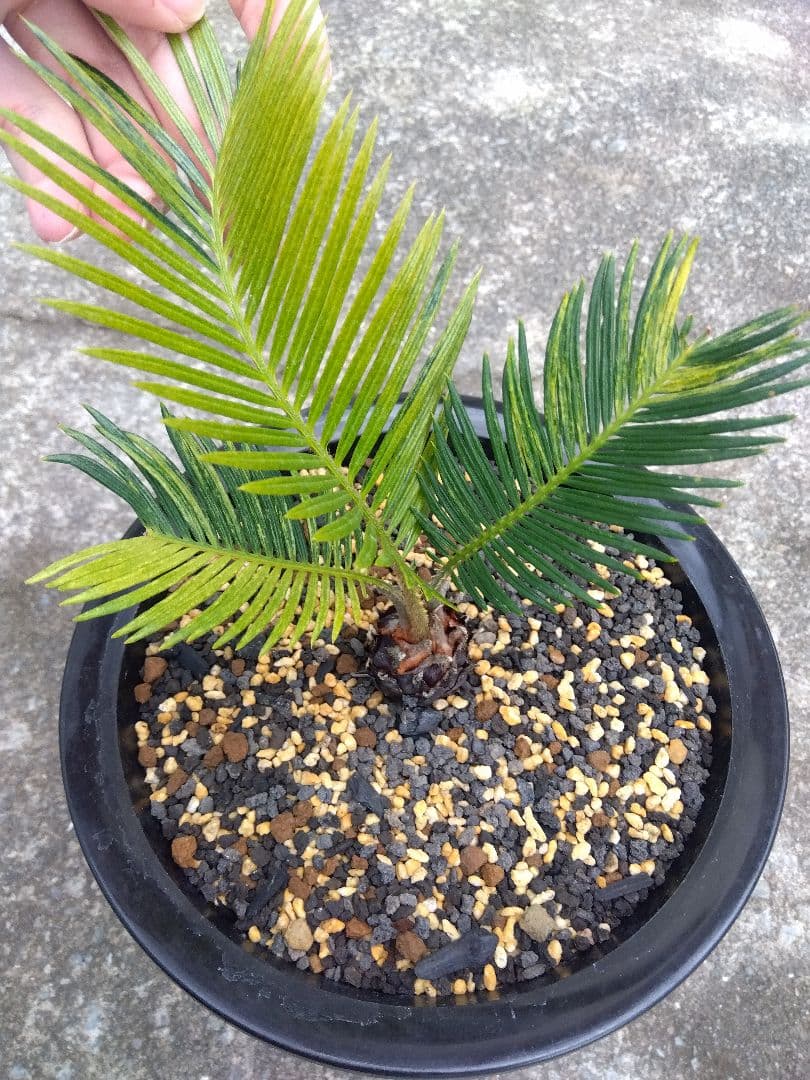 ソテツ　斑入り　７号鉢つき　超斑入り❗　①