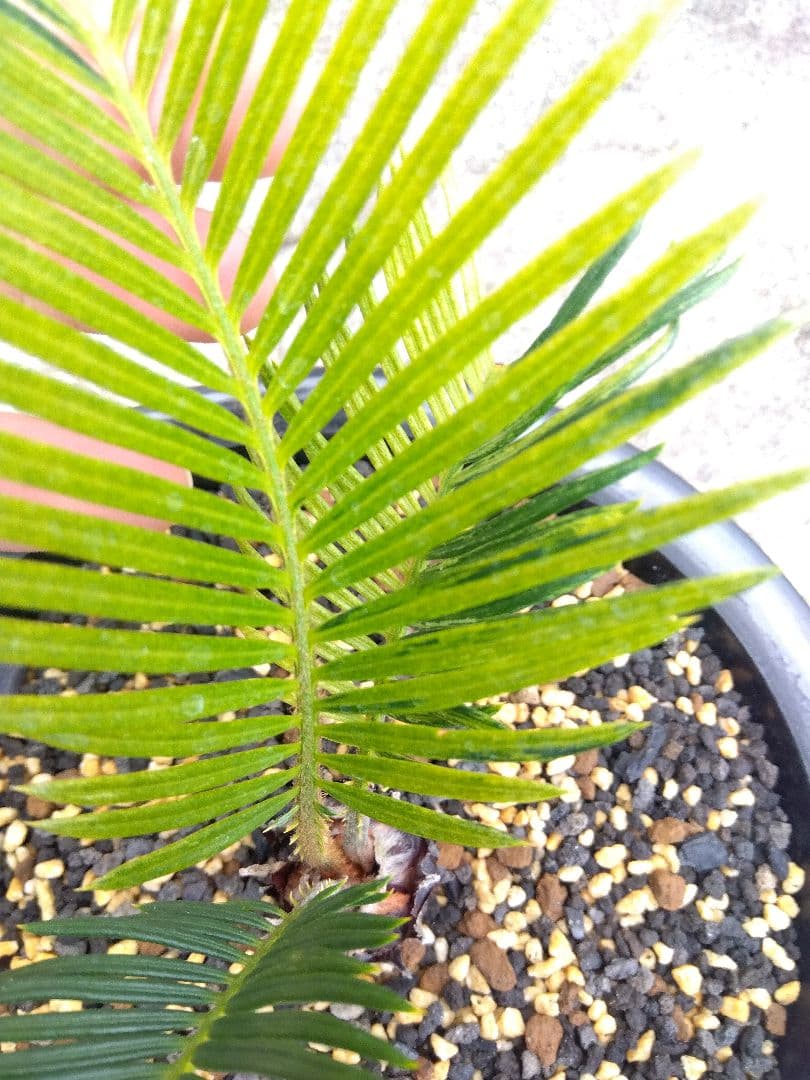 ソテツ　斑入り　７号鉢つき　超斑入り❗　①