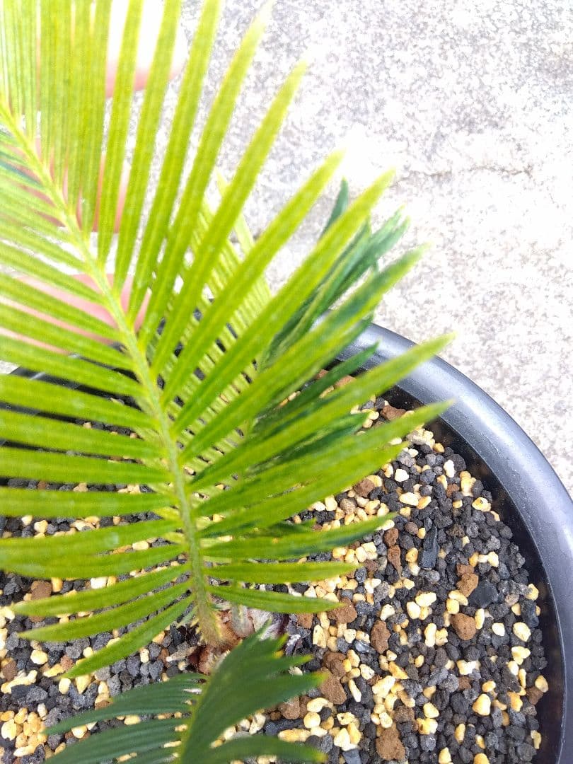 ソテツ　斑入り　７号鉢つき　超斑入り❗　①