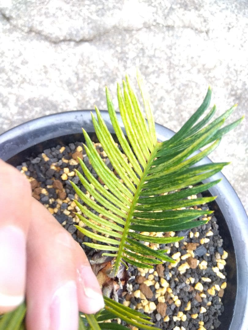 ソテツ　斑入り　７号鉢つき　超斑入り❗　①